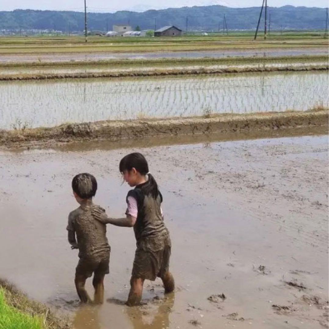 【24kg】 新潟産 コシヒカリ 中米 米