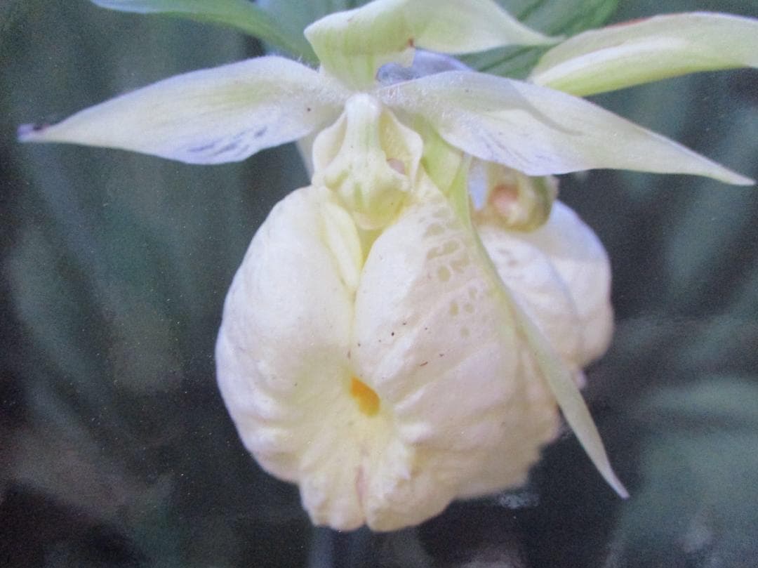 山野草、日本クマガイソウ黄色系（素心）大花芽1芽付き