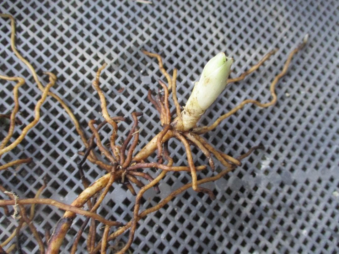 山野草、日本クマガイソウ黄色系（素心）大花芽1芽付き