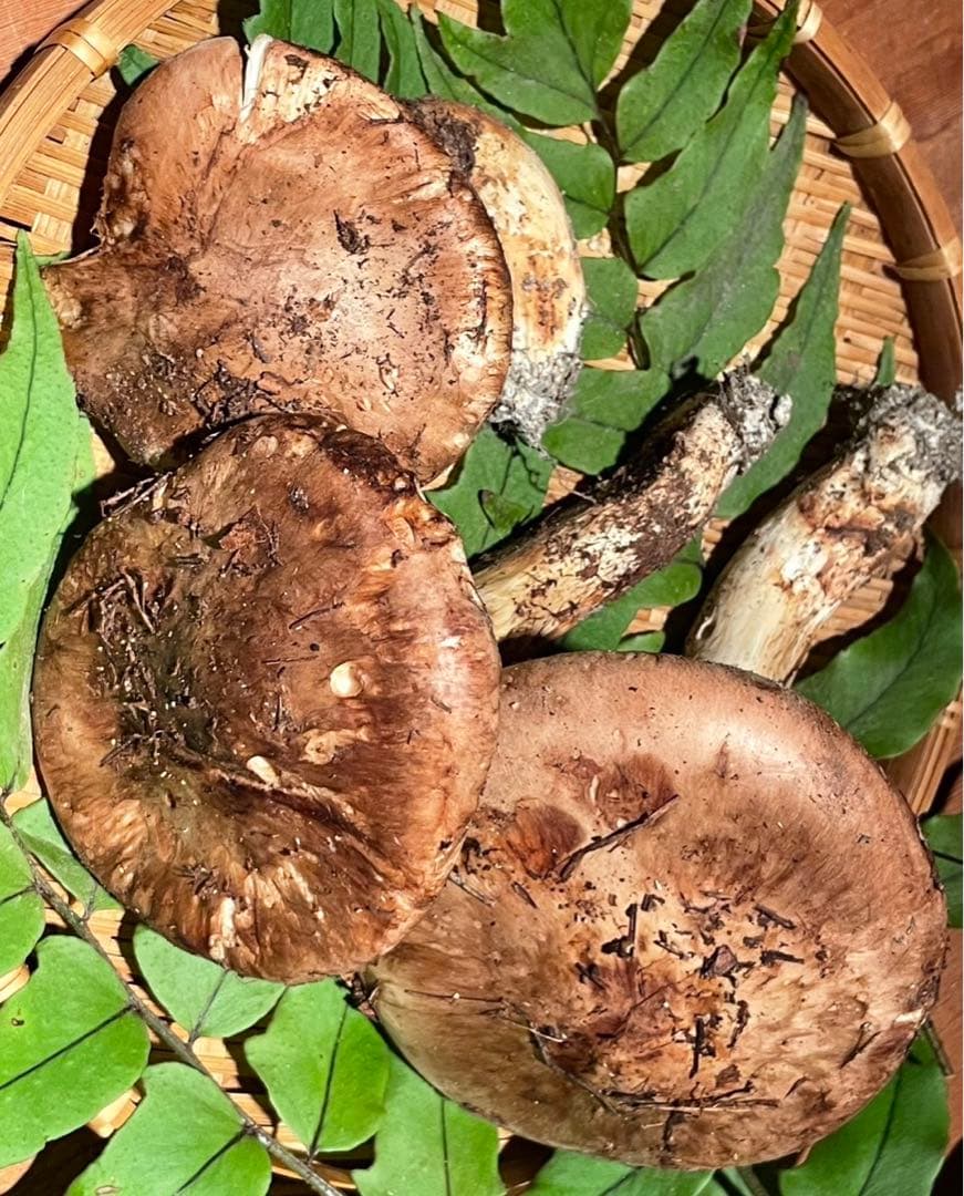 南信州産松茸　10/13夕方採り225g