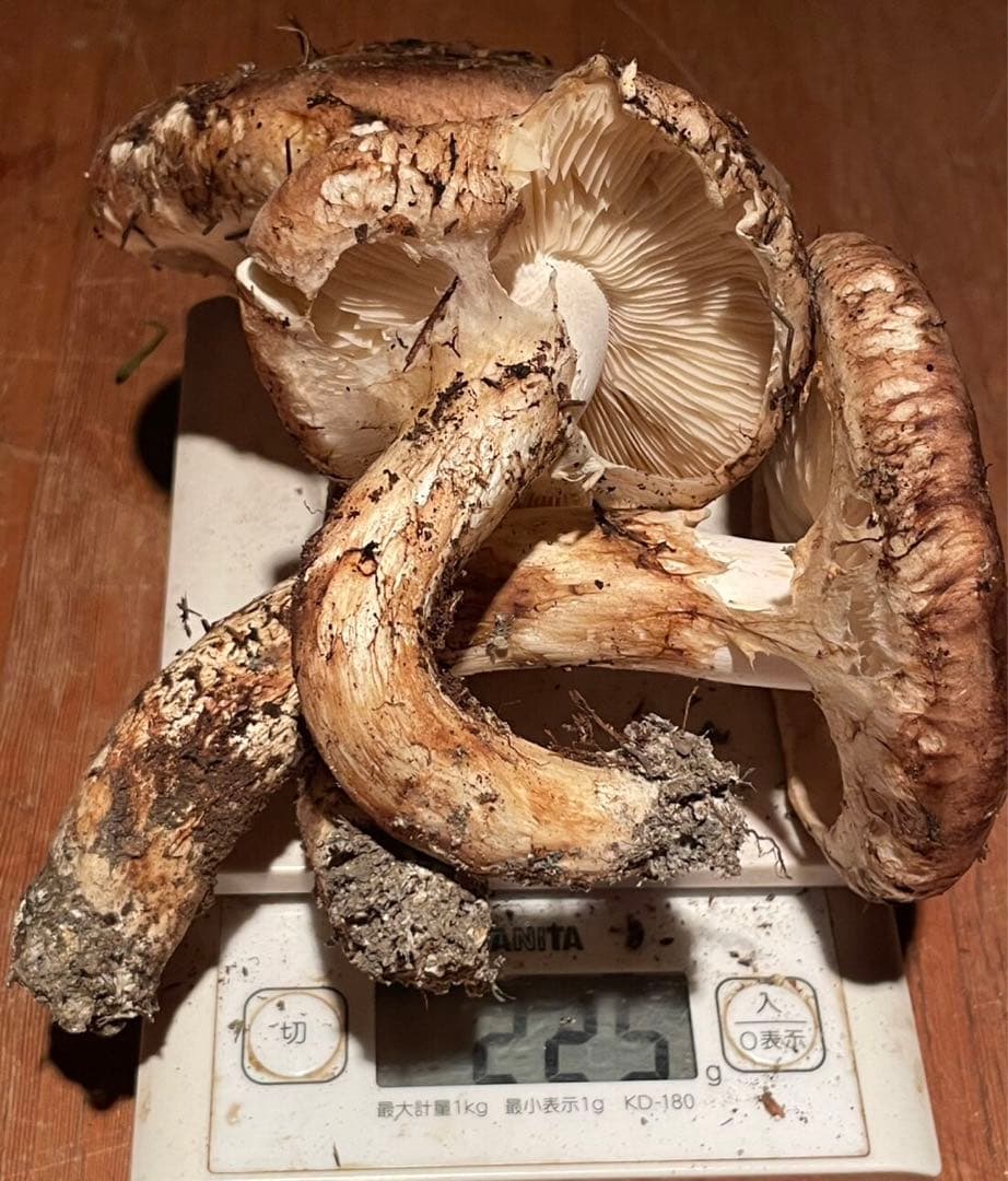 南信州産松茸　10/13夕方採り225g