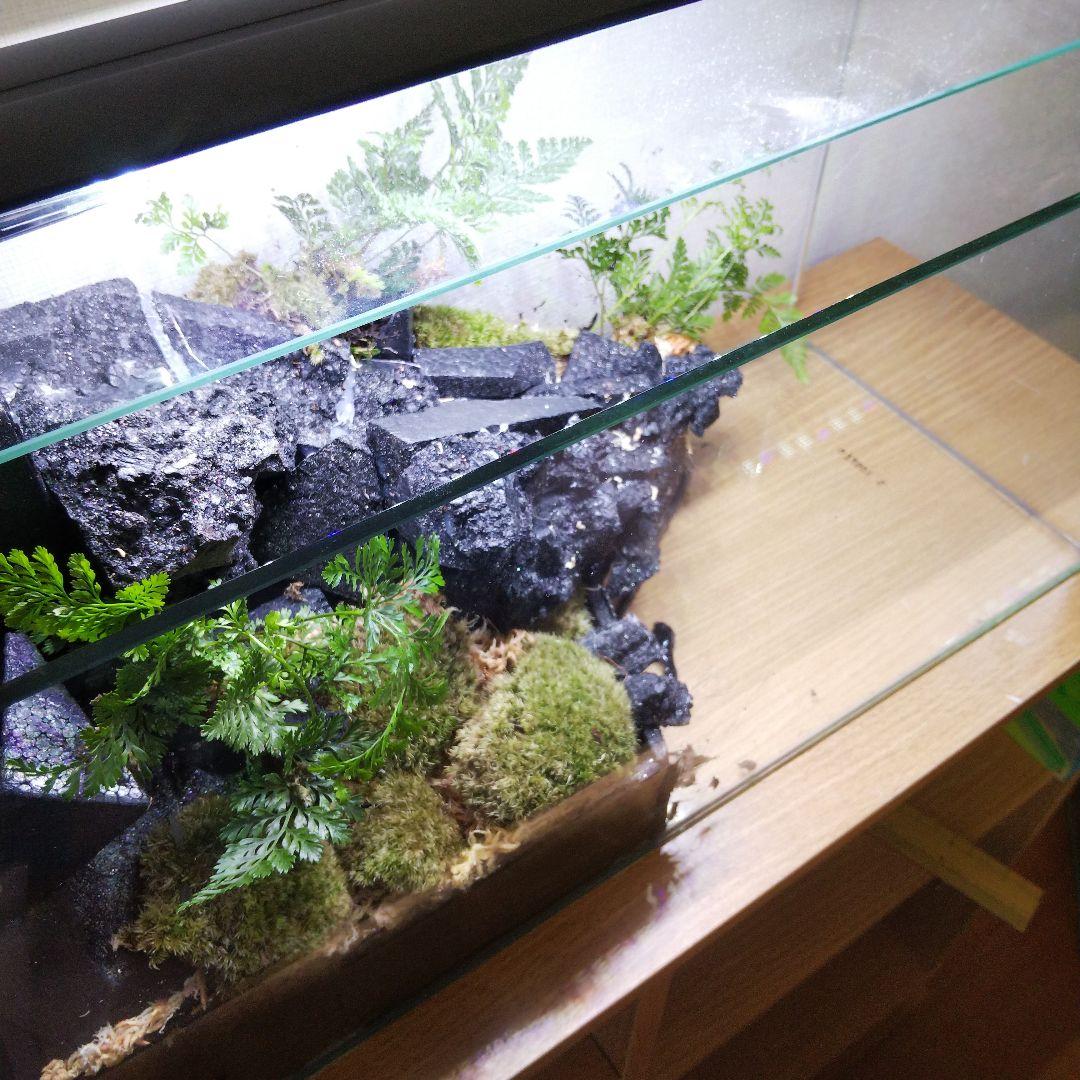【受注生産】滝の流れるアクアテラリウム　イモリウム　苔　水槽　苔テラリウム