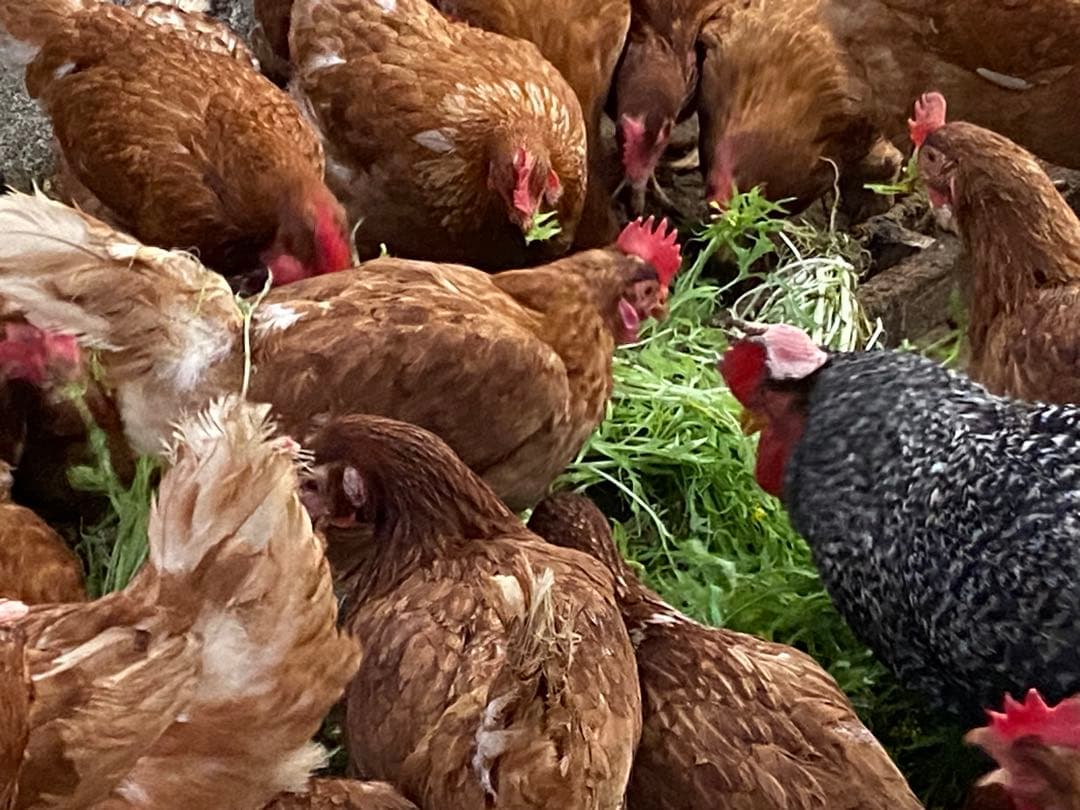 160個入　佐伯養鶏の朝採れ平飼い卵　大分県産