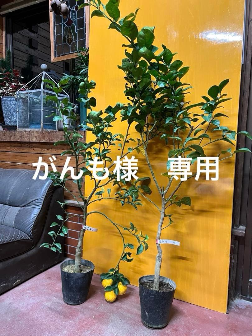 種無しカボス　２点セット