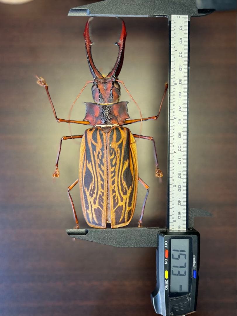 M*S様 特大 オオキバウスバカミキリ 標本 157ミリ 難アリ