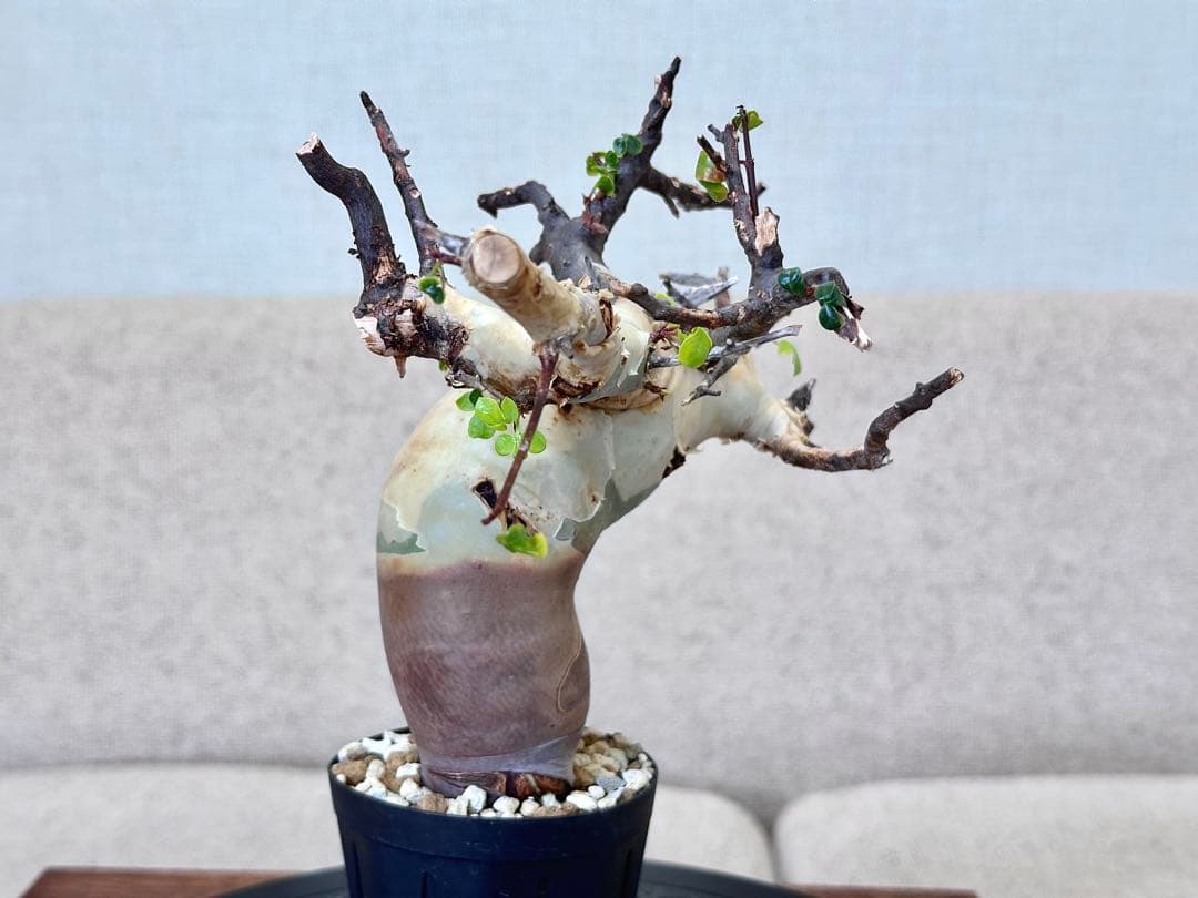 コミフォラ ピュアカタフ ソマリア産 コレクション 曲線美