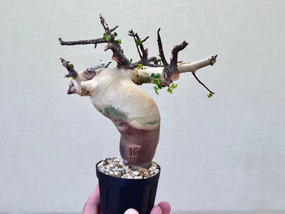 コミフォラ ピュアカタフ ソマリア産 コレクション 曲線美