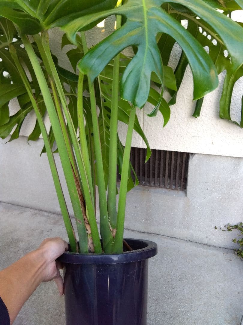 モンステラ　デリシオーサ　8号鉢つき　深穴開き❗2株植え❗　①