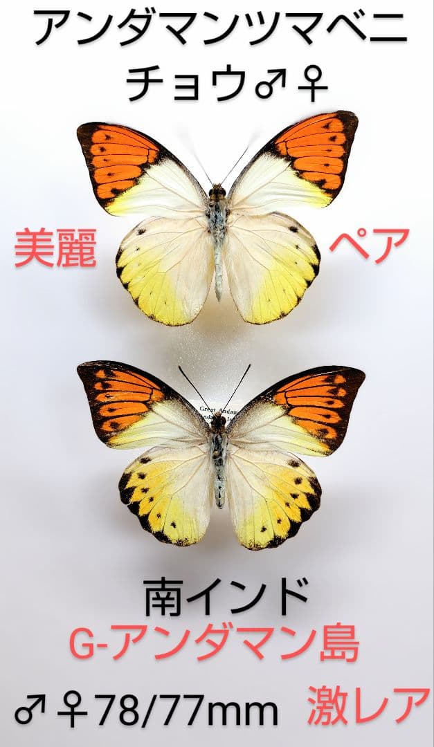 アンダマンツマベニチョウ♂♀ 標本★アンダマン島南インド産完璧完品標本