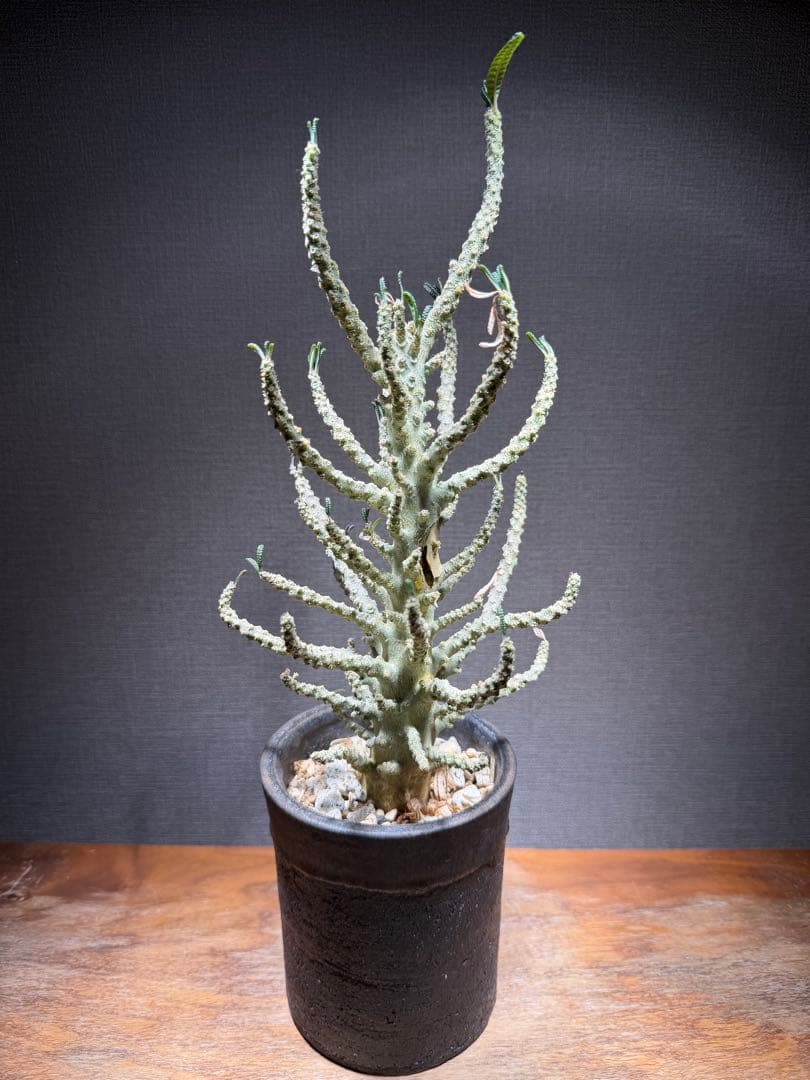 ドルステニア ギガス ブラータ 発根済み