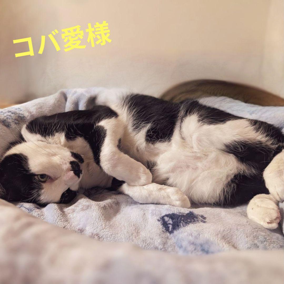 コバ愛です！