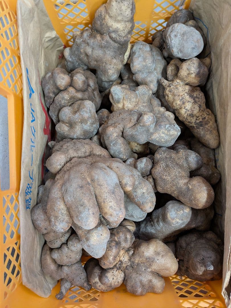 山芋　規格外品　10k