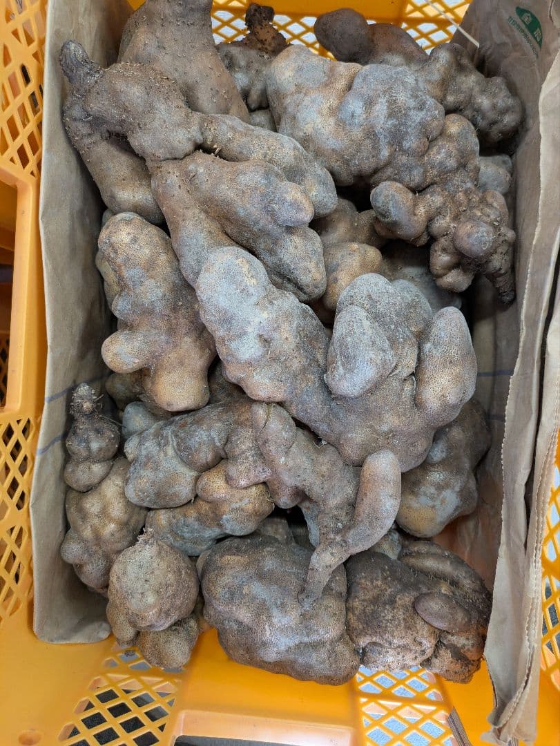 山芋　規格外品　10k
