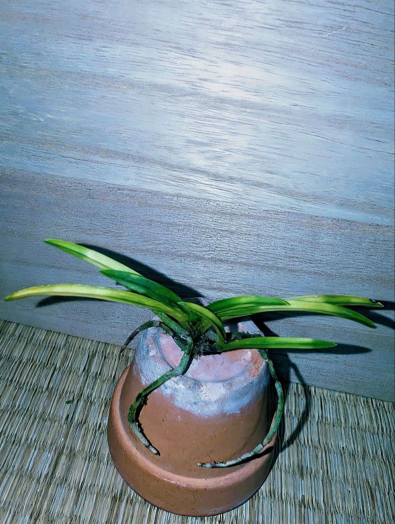 [年末大感謝祭東京土産編激安!!]富貴蘭　霧雲