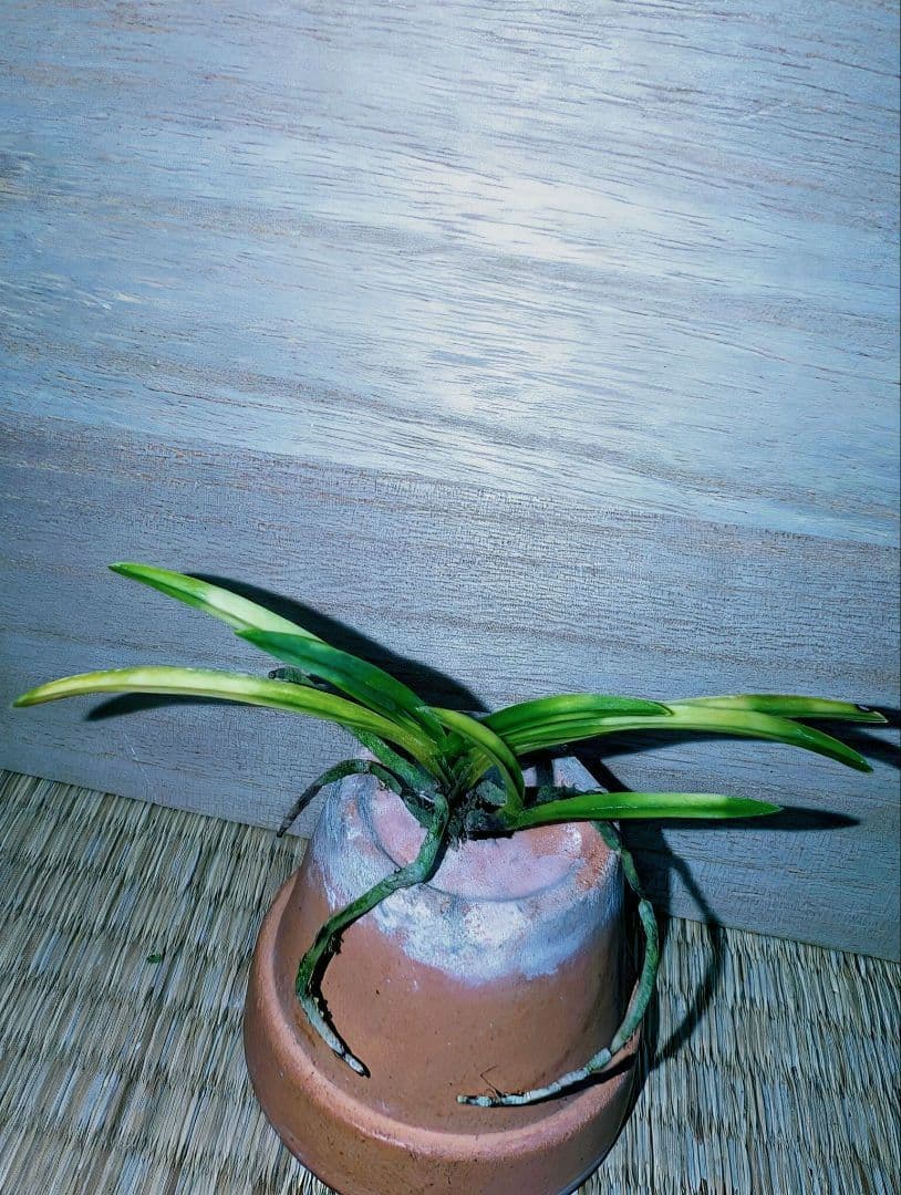 [年末大感謝祭東京土産編激安!!]富貴蘭　霧雲