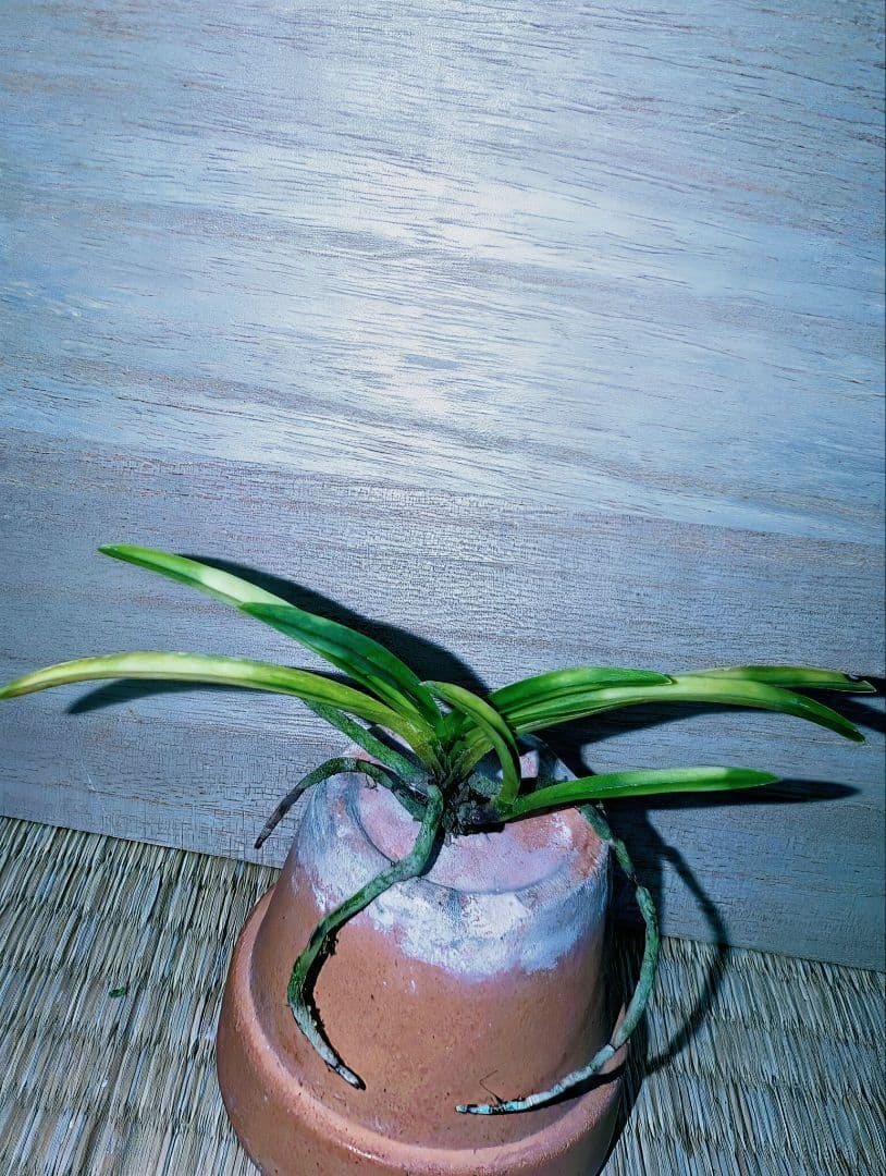 [年末大感謝祭東京土産編激安!!]富貴蘭　霧雲