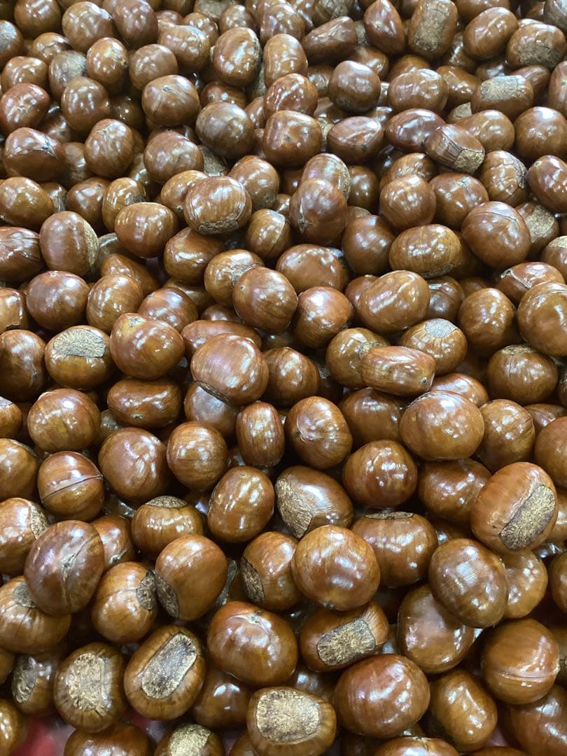 【SH IＲO】ビックサイズ‼️焼きたて‼️天津甘栗5キロ入り