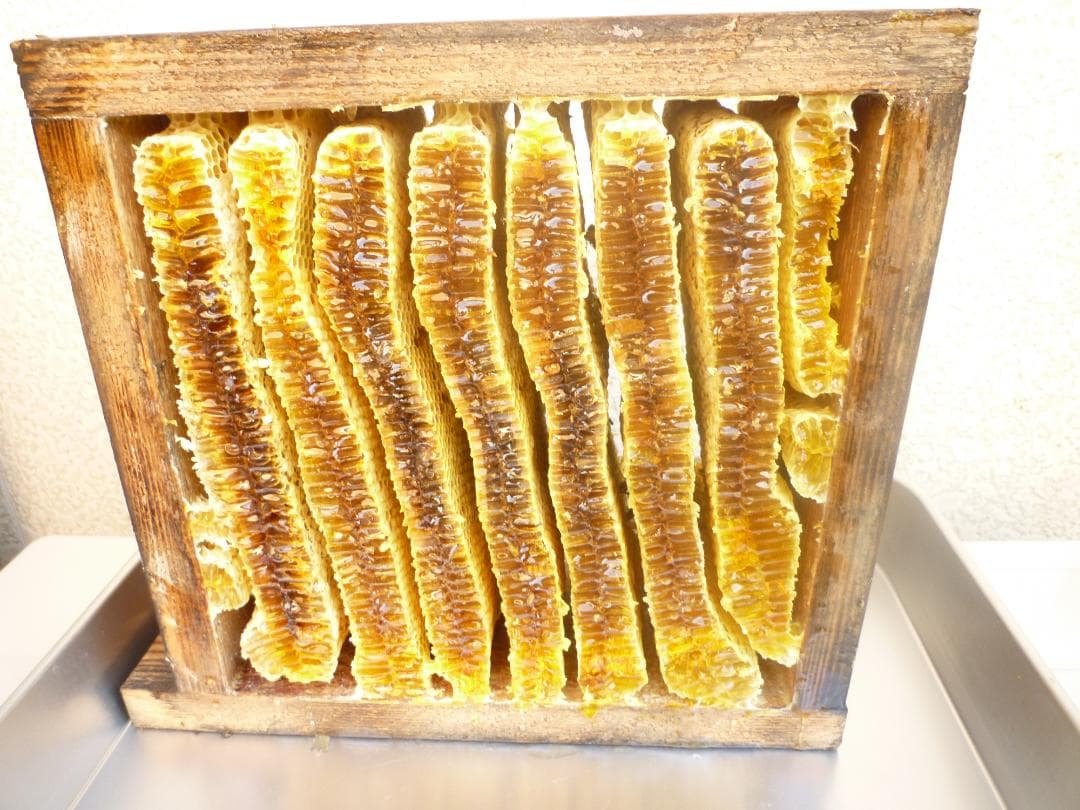 安心の日本みつばち　芳醇糖度81%優良品 非加熱　春はちみつ1,100g