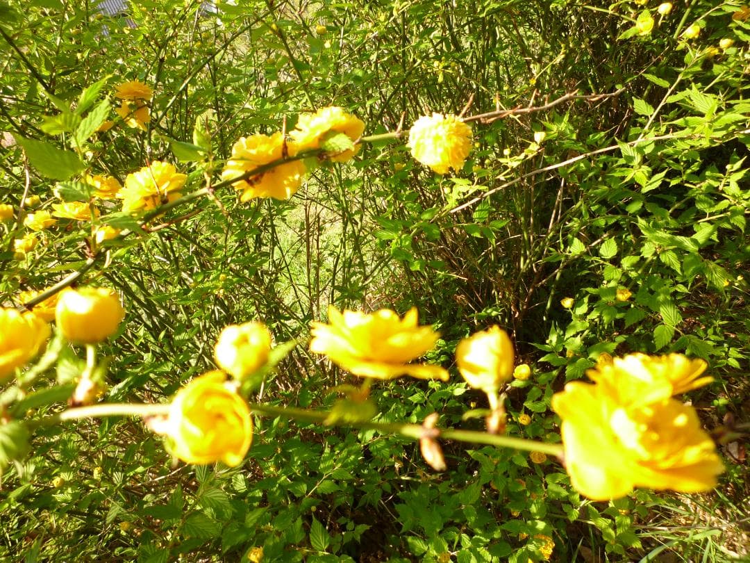 安心の日本みつばち　芳醇糖度81%優良品 非加熱　春はちみつ1,100g