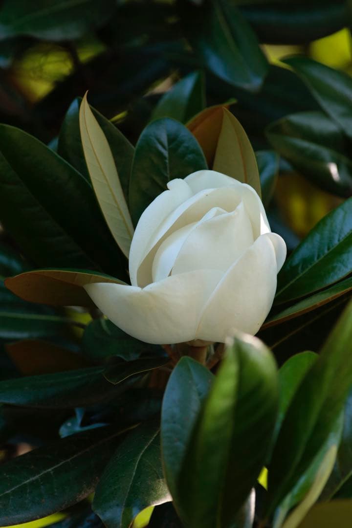 Canon EOS-1D X デジタル一眼レフカメラ 付属品・元箱付き