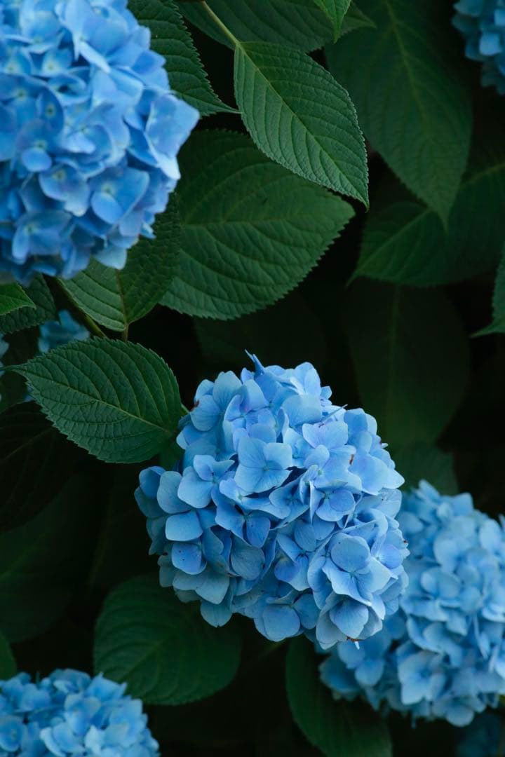 Canon EOS-1D X デジタル一眼レフカメラ 付属品・元箱付き