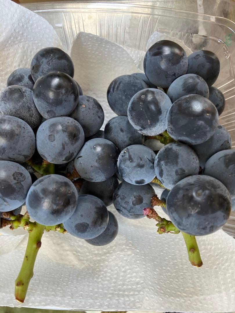 信州産長野パープル