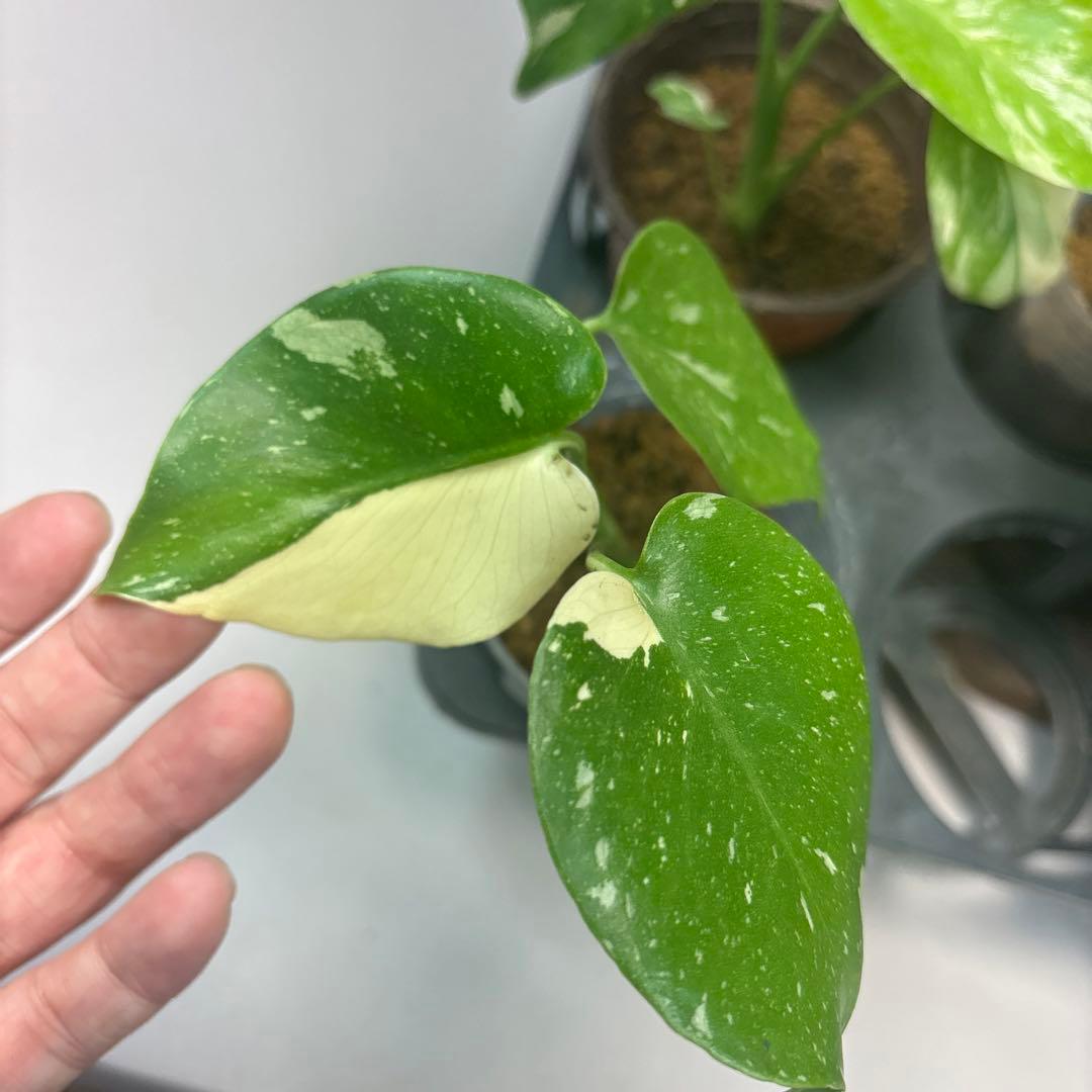 サ*イ様 10株セットms46【特別選抜】モンステラ・タイコンステレーション 斑