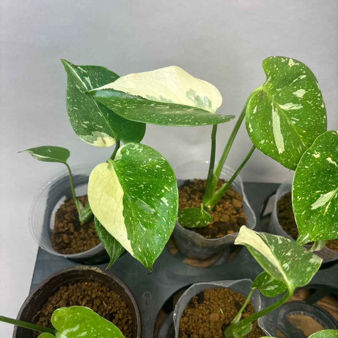 サ*イ様 10株セットms46【特別選抜】モンステラ・タイコンステレーション 斑