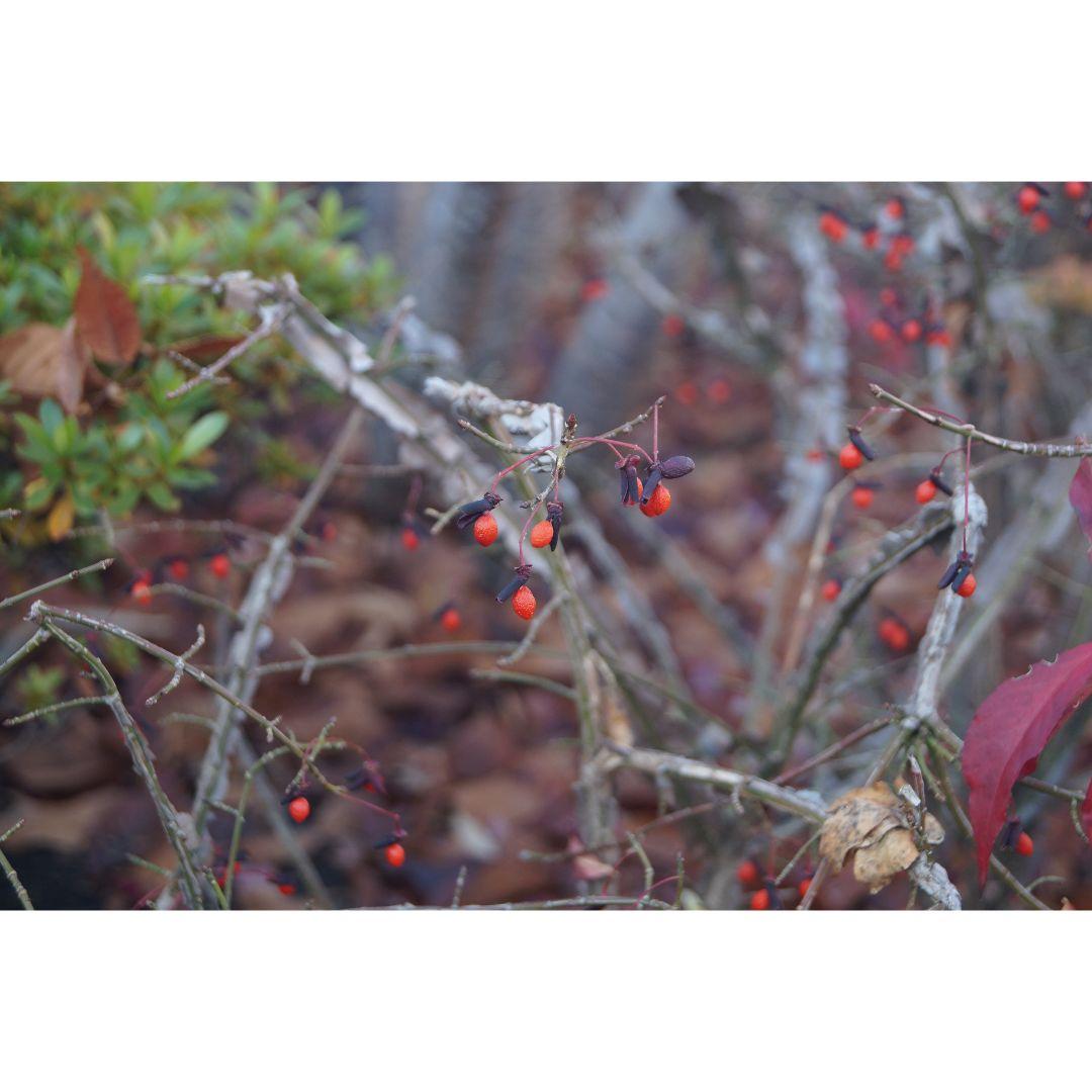 ❤即購入1000円OFF❤ SONY α57 望遠レンズ ダブルズームキット