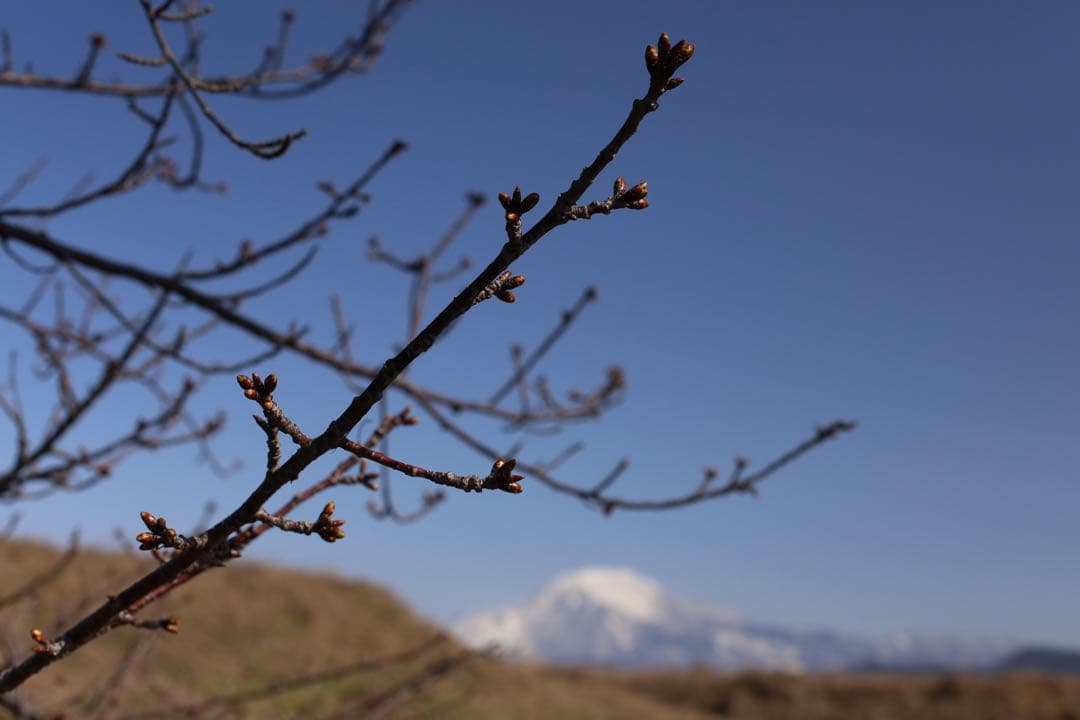 Canon EF 50mm f/1.4 USM フード、フィルター付