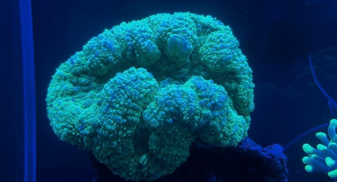 【yasu】カクオオトゲキクメイシ、オオバナサンゴ