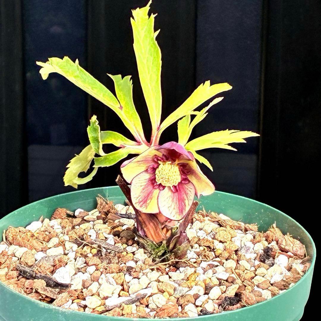 n*1様 3495☘️蕾花タグ付☘️SD⭐️トルカータスボスニアHYB⭐️￼超小