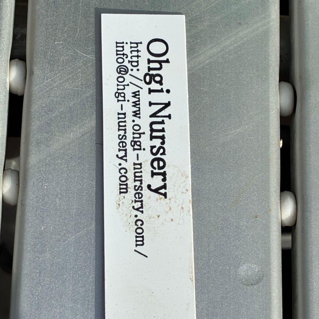 n*1様 3495☘️蕾花タグ付☘️SD⭐️トルカータスボスニアHYB⭐️￼超小