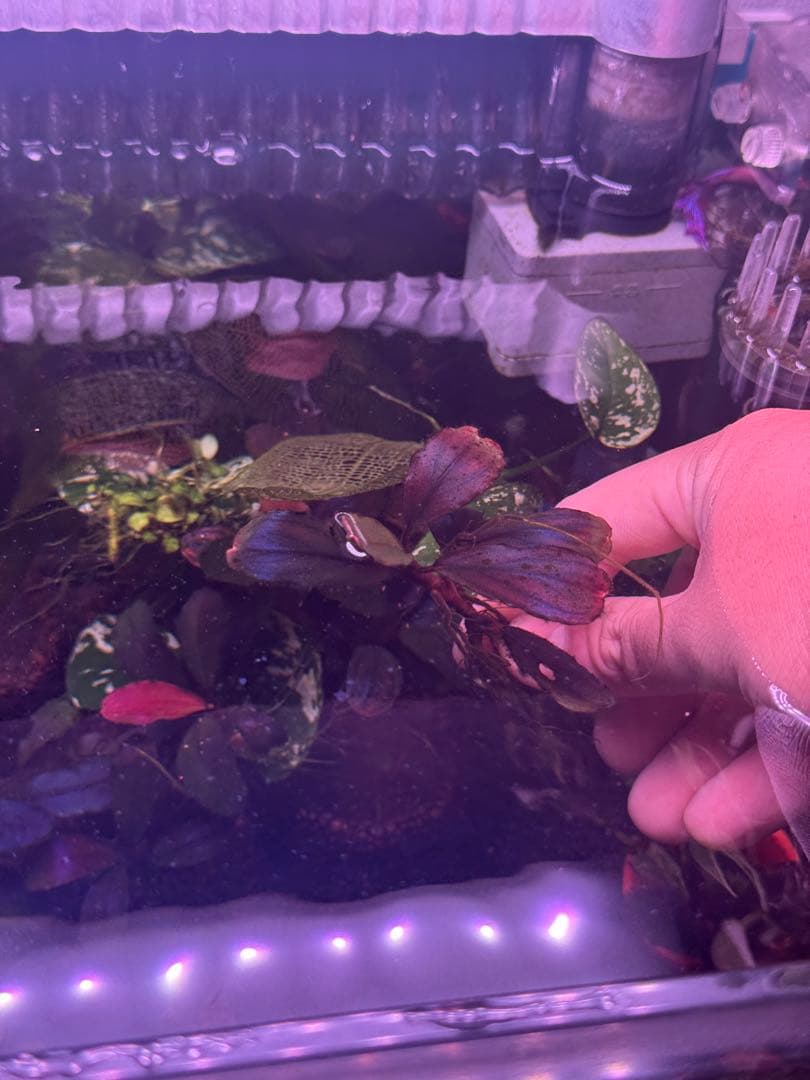 数量限定　ブセファランドラsp.ファンタスティックパープル大株　完全水中葉