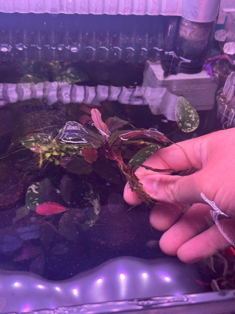 数量限定　ブセファランドラsp.ファンタスティックパープル大株　完全水中葉