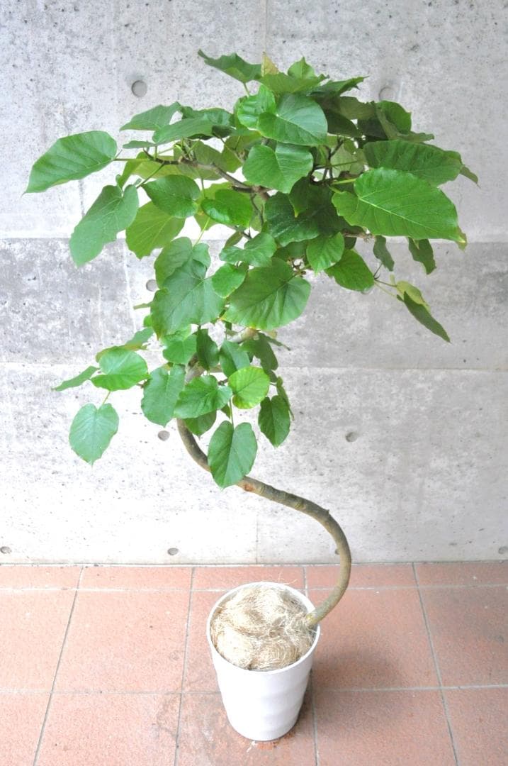 フィカス・ウンベラータ 8号 140cm S-shaped tree form