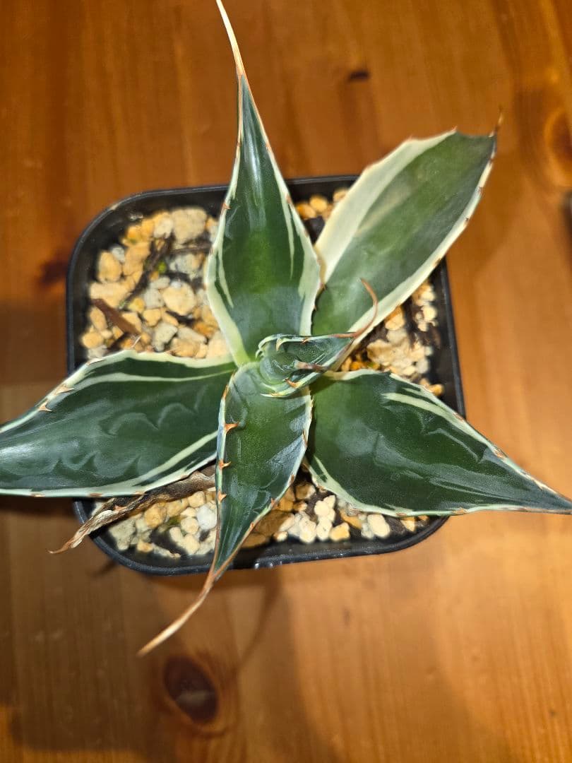 フルサワ　アガベモンタナ　白覆輪