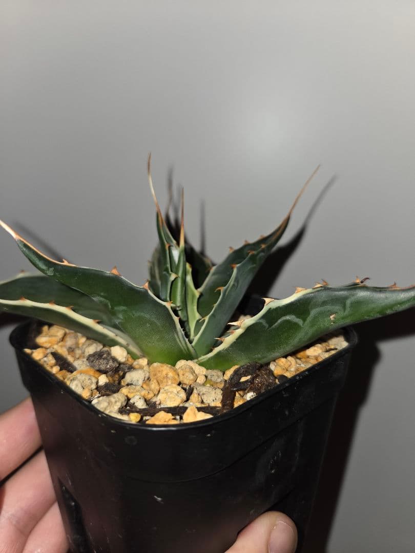 フルサワ　アガベモンタナ　白覆輪