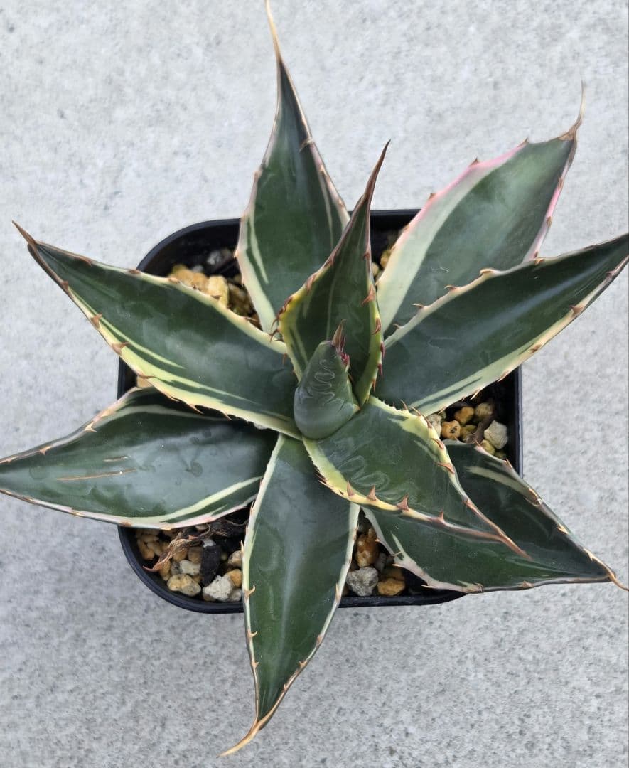 フルサワ　アガベモンタナ　白覆輪