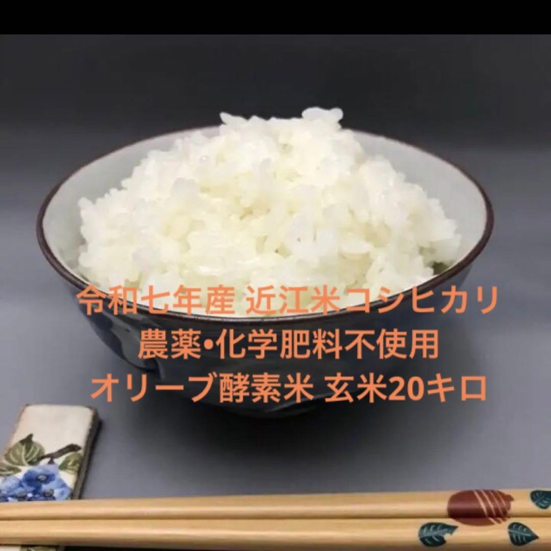 令和七年産 農薬・化学肥料不使用 近江米コシヒカリ オリーブ酵素米玄米２０キロ