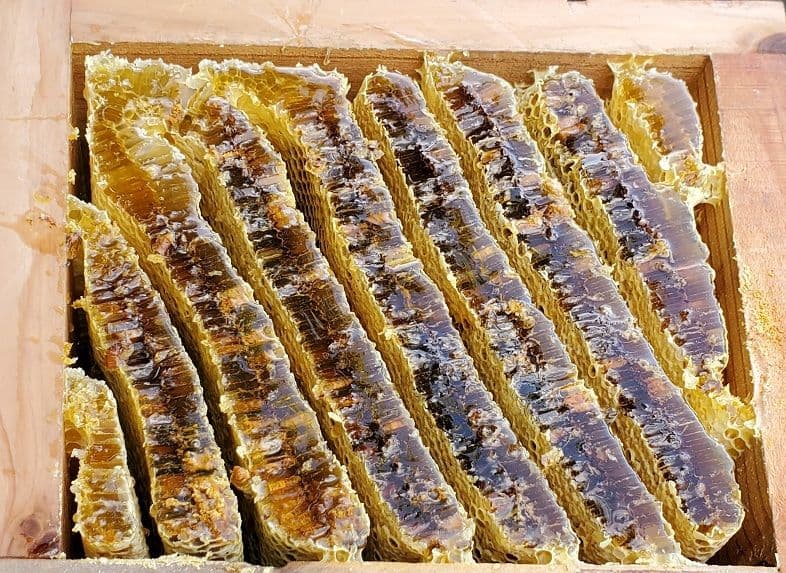 No.20　★日本蜜蜂のはちみつ★1200g(1瓶)