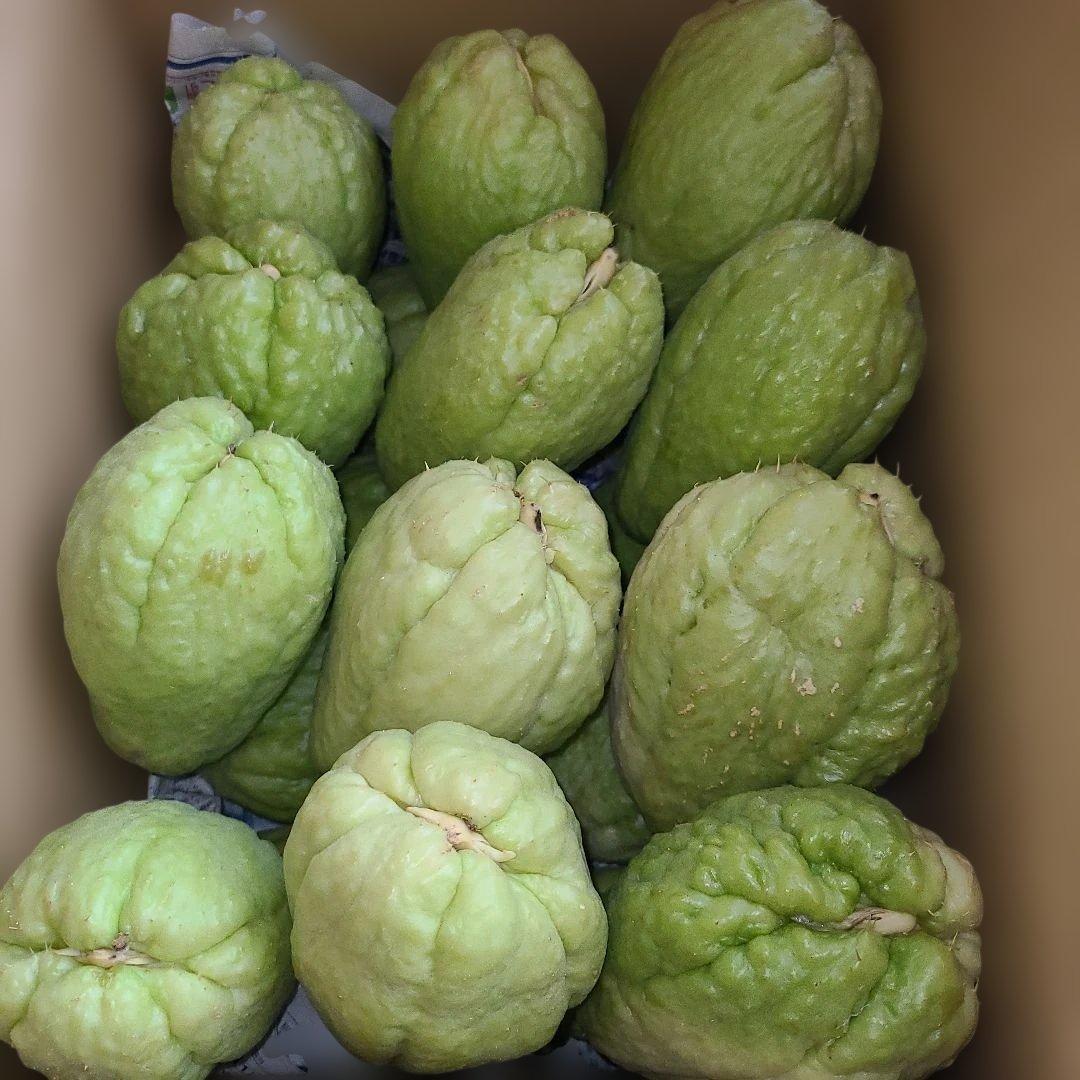 ハヤトウリ種　20個