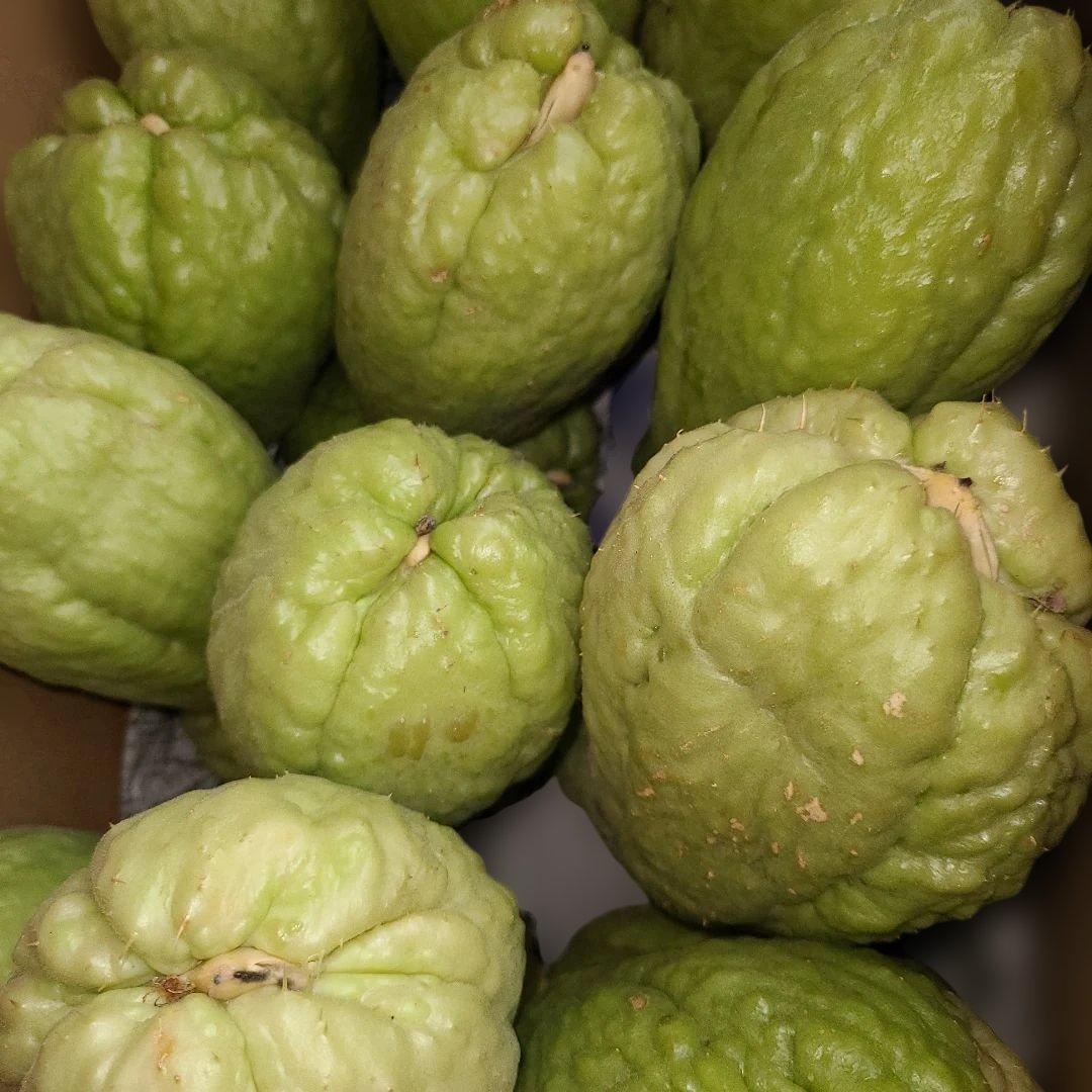 ハヤトウリ種　20個