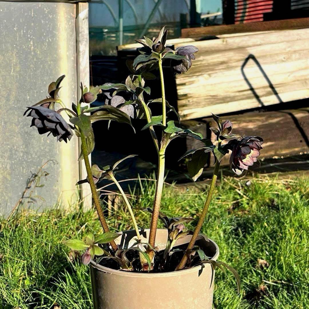 の*ん様 ☘️極上☘️蕾付き☘️タグ付き☘️3385⭐️TINKERBELL H