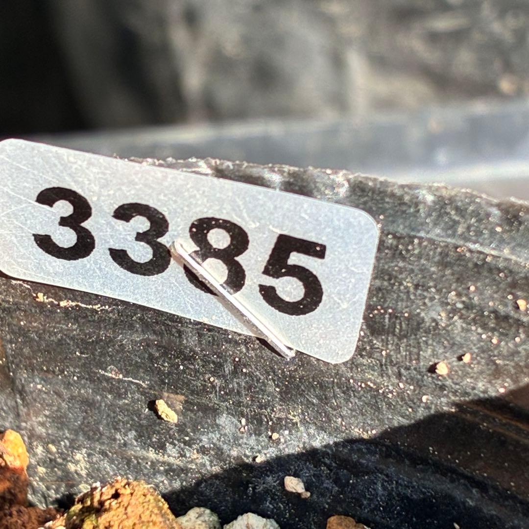 の*ん様 ☘️極上☘️蕾付き☘️タグ付き☘️3385⭐️TINKERBELL H