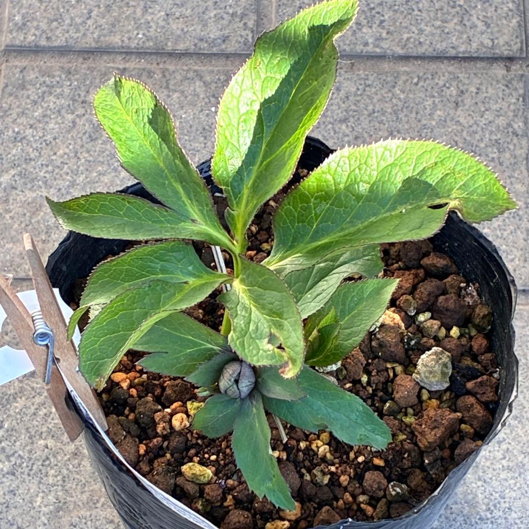 の*ん様 ☘️極上☘️蕾付き☘️タグ付き☘️3385⭐️TINKERBELL H