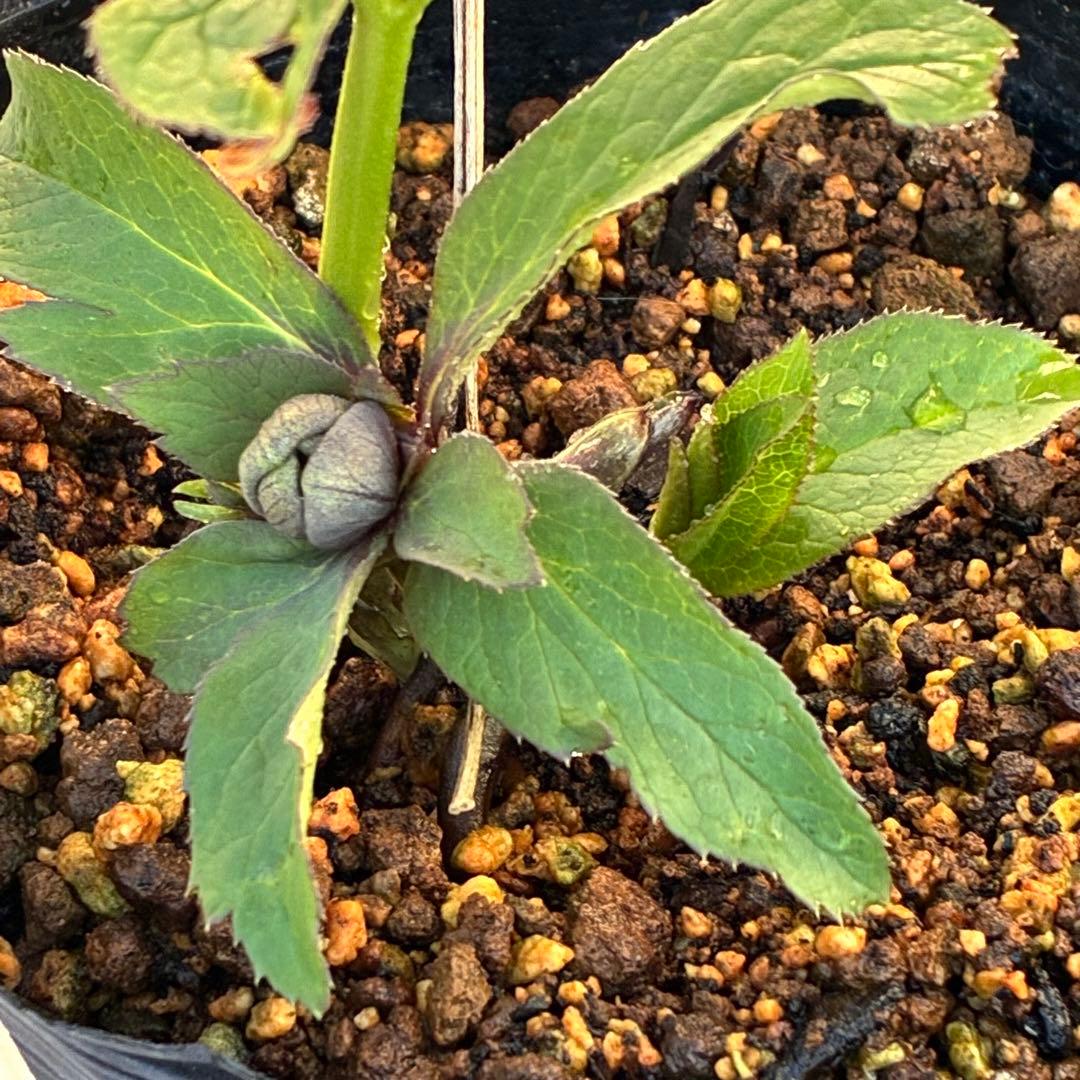 の*ん様 ☘️極上☘️蕾付き☘️タグ付き☘️3385⭐️TINKERBELL H