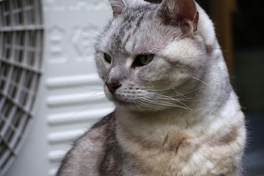 PENTAX 06 TELEPHOTO ZOOM Qマウント