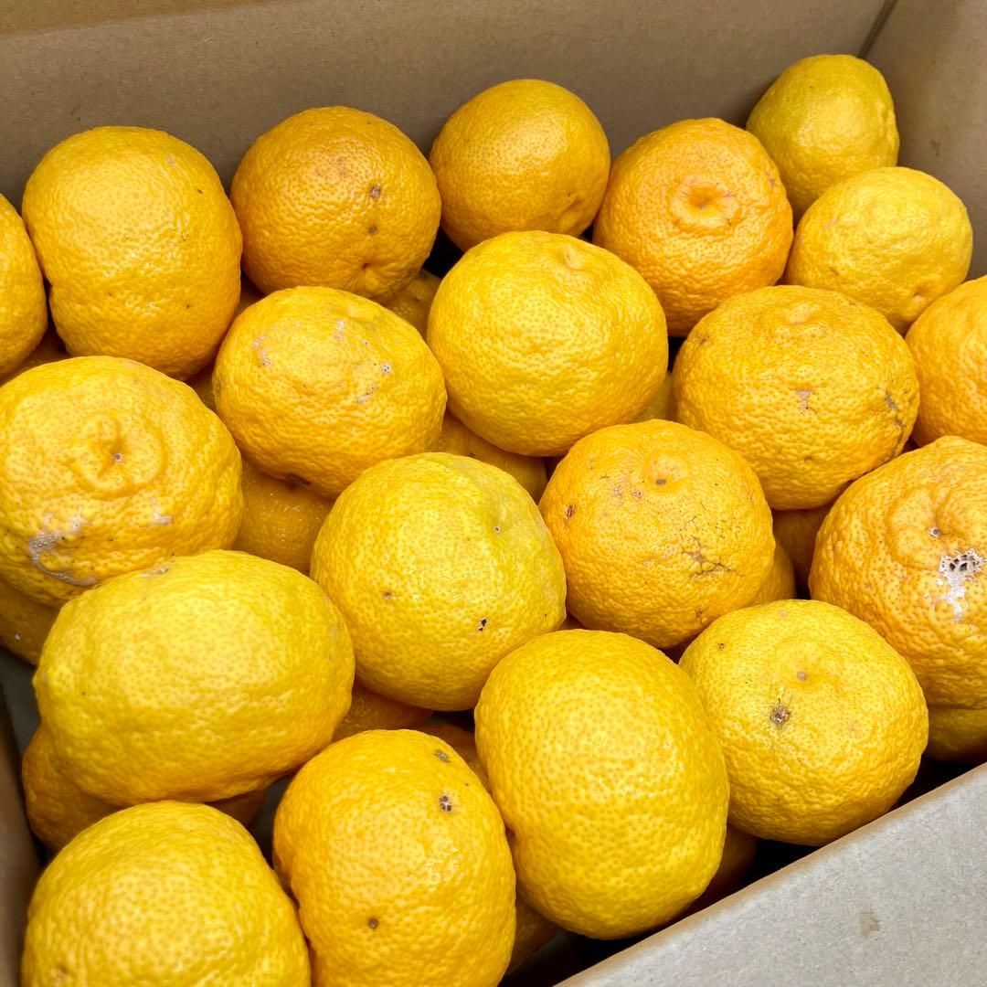 【農家直送】柚子15kg（箱込み） ◎ご家庭用品