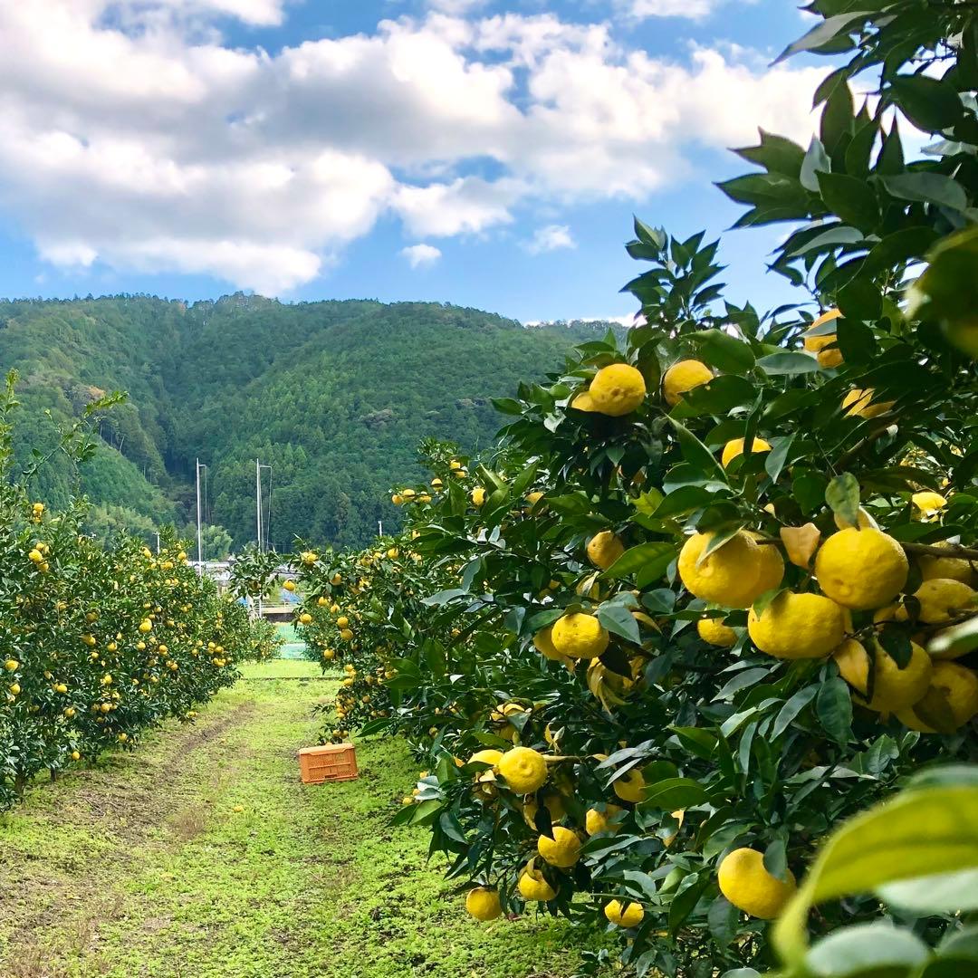 【農家直送】柚子15kg（箱込み） ◎ご家庭用品